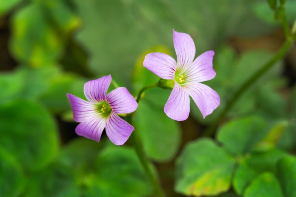 ayurvedic treatment for cough and cold